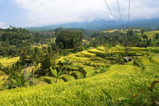 bali-rice-terrace