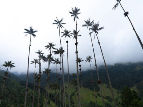 cocora-valley-giant-palm-trees