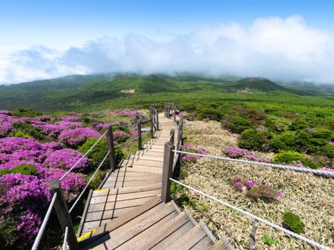jeju-yeongsil-trail